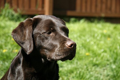 Der Labrador Retriever ist ein beliebter Rettungshund