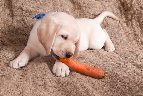 Gemüse wie Karotten und Brokkoli ist gesund für Hunde