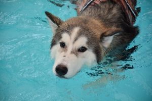Methoden zur Entspannung für Hunde