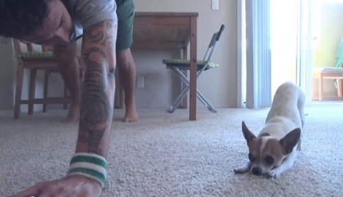 Pancino der Hund erlangt Entspannung durch Yoga