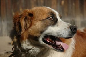 Was tun, wenn mein Hund würgt?