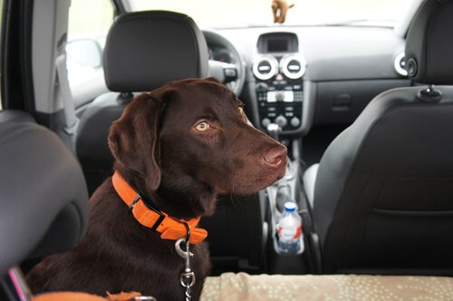 Reisezeit Wie kann man verhindern, dass es dem Hund im Auto schlecht