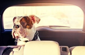 Reisezeit: Wie kann man verhindern, dass es dem Hund im Auto schlecht wird?
