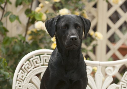 Schwarzer Labrador Retriever