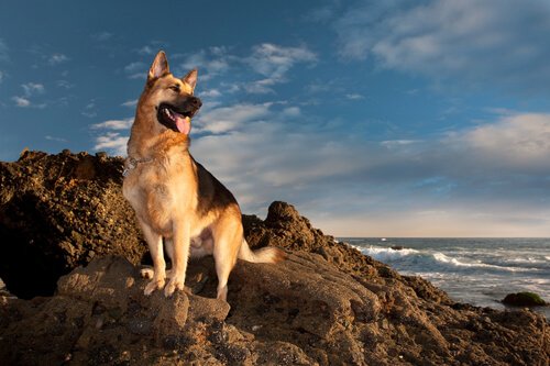 schöner Schäferhund
