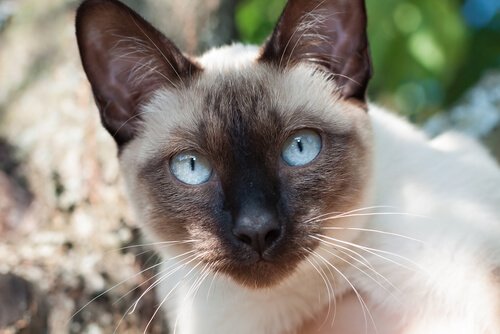 Siamesen Vollendete Eleganz In Katzenform Deine Tiere