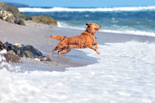 So viel Spaß am Strand!