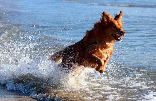 Am Strand mit dem Hund - ein genialer Spaß