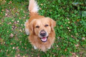 Wie drücken sich unsere Hunde aus?