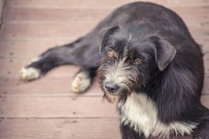 Verhütendes Futtermittel für Straßenhunde