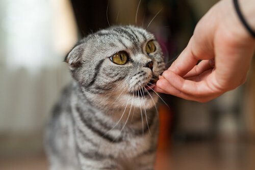 Mit was kann man die Katze füttern?