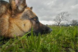 Giftige Pflanzen für unsere Hunde