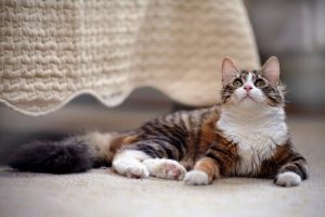 Wie man am besten eine Katze zuhause hält