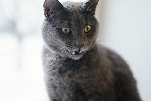 Wie verständigen sich Katzen?
