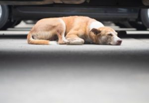 ältere Hunde brauchen besondere Pflege
