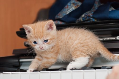 10 Vorteile eine Katze zu Hause zu haben - Katze auf Piano