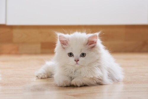 10 Vorteile eine Katze zu Hause zu haben - entspannte Katze