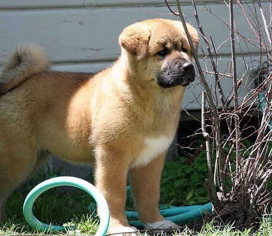 American Akita - Akita