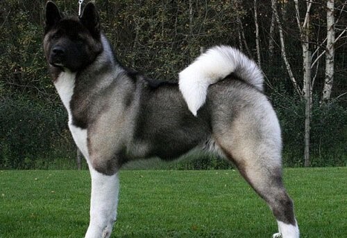 American Akita, ein dominanter Hund mit edlem Charakter