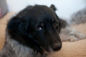 Was ist Canine Ehrlichiose?