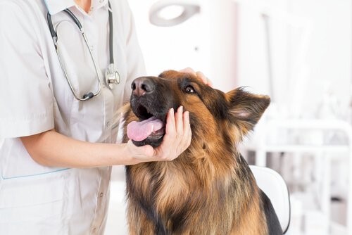 Canine Ehrlichiose - Hund beim Tierarzt