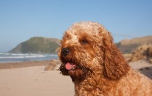 Cavoodle: eine eigenartige Hunderasse