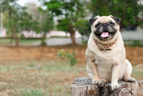 Chinesische Hunderassen - Mops