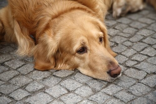 Depressionen bei Hunden . trauriger Hund