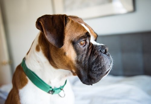 Depressionen bei Hunden: Vorbeugung und Behandlung