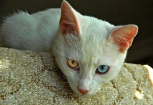 Die ältesten Katzenrassen