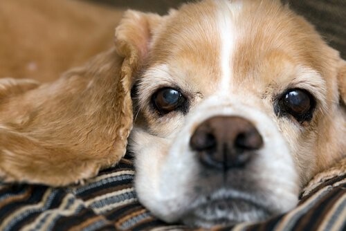 Die Hundeschnauze - Hund auf Decke