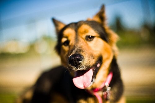 Hundeschnauze: Alles, was es über sie zu wissen gibt - Deine Tiere