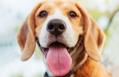 Die Hundeschnauze