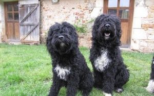 Was sind Wasserhunde?