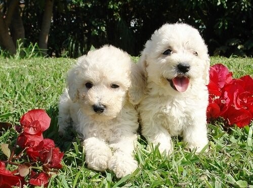 Die Wasserhunde - Barbet