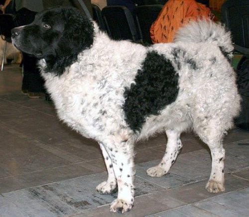 Die Wasserhunde - Friesischer Wasserhund