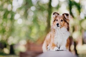 Die intelligentesten Hunderassen