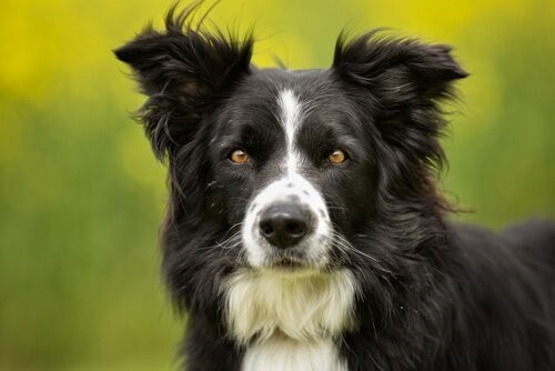 Die intelligentesten Hunderassen - Border Collie