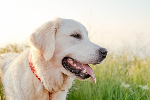 Die intelligentesten Hunderassen - Labrador Retriever