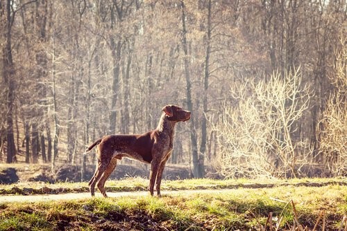 Die sportlichsten Hunderassen - English Pointer