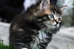 Die teuersten Katzenrassen