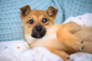 Ein Haustier ist kein Hobby!