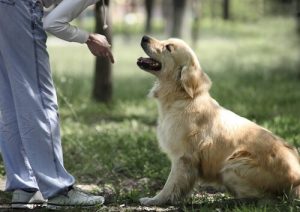 6 Fehler beim Hundetraining