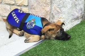Gavel, ein Welpe der kein Polizist sein konnte, weil er zu freundlich war