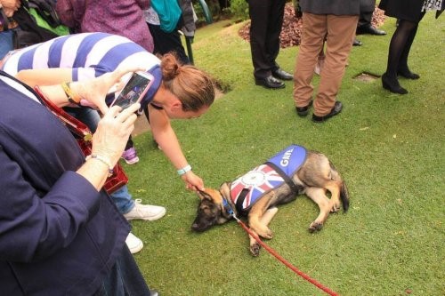 Gavel war als Polizeihund zu freundlich
