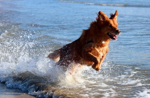 Grundregeln um den Hund an den Strand mitzunehmen - Hund am Strand