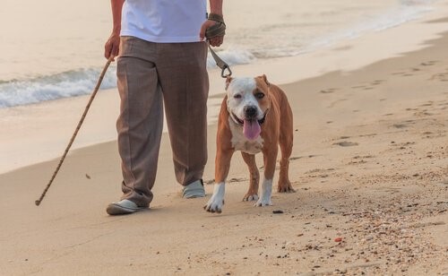 Grundregeln um den Hund an den Strand mitzunehmen - Spaziergang am Strand