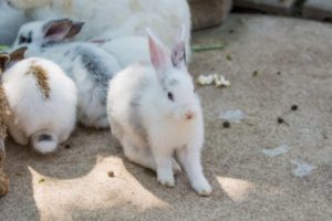 Hase als Haustier: Pflege und Hygiene