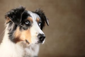 Hat dein Hund die Fähigkeit, dich zu täuschen?