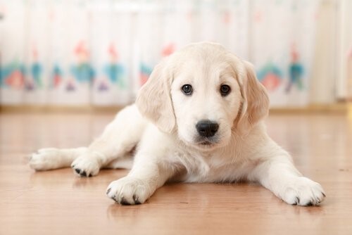 Hat dein Hund die Fähigkeit dich zu täuschen - Welpe